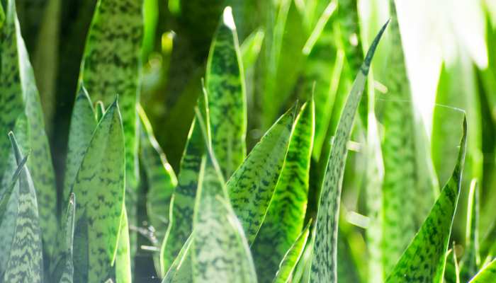 10 Benefits of Snake Plant for Skin