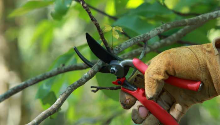 20 Most Common Gardening Tools Pruning Shears