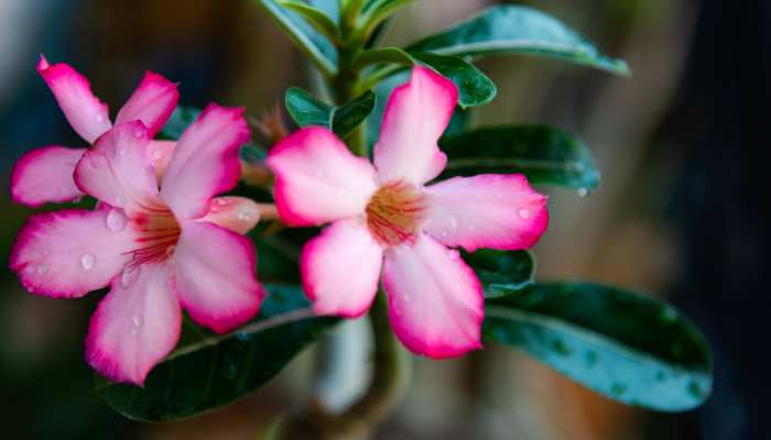 Adenium Plants Care