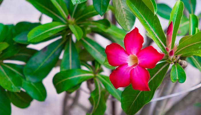 Adenium Plants Care