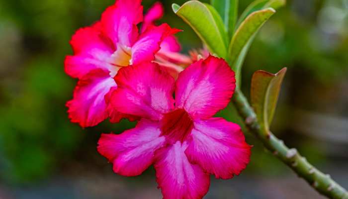 Adenium Plants Care