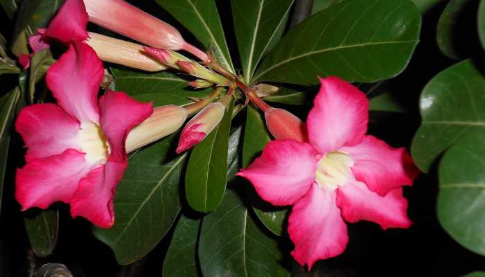 Adenium Plants Care