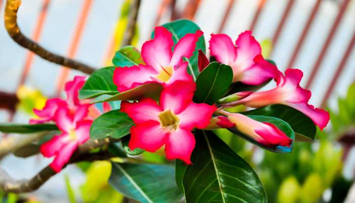 Adenium Plants Care