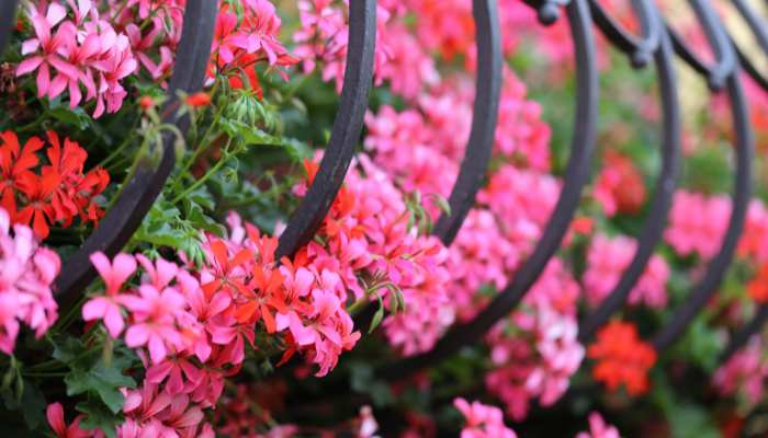 Flowers For Balconies