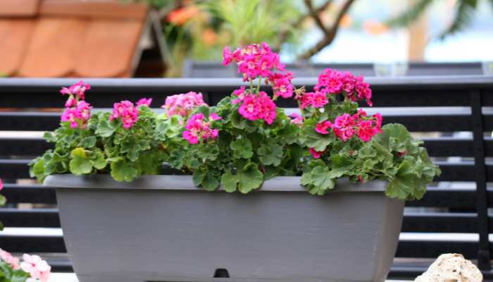 Flowers For Balconies