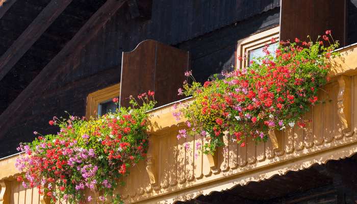 Flowers For Balconies