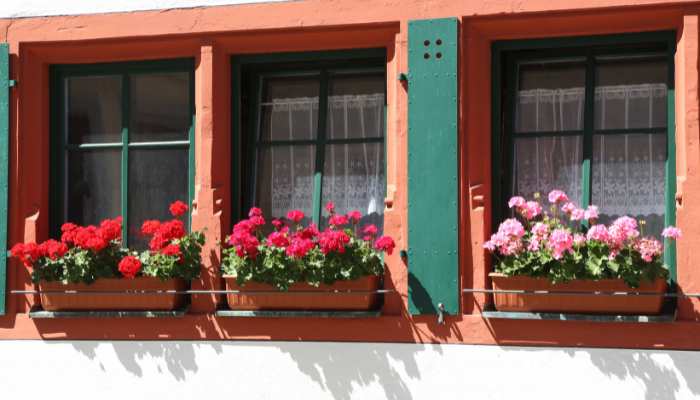 Flowers For Balconies