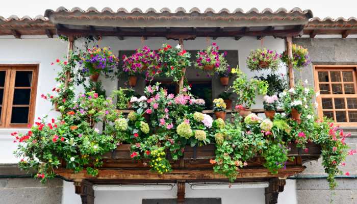 Flowers For Balconies