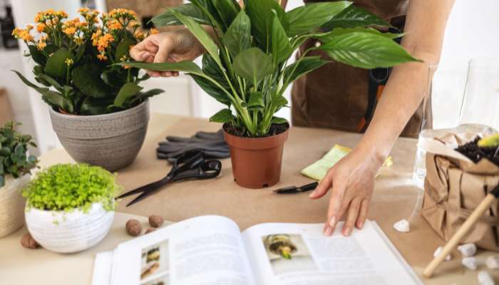 Best Gardening Book