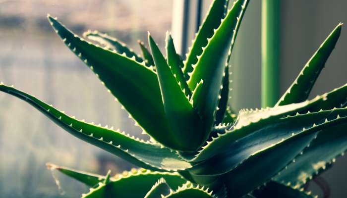 Best-Plants-to-Grow-at-Home-in-India-Aloe-Vera