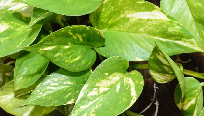 Best Plants to Grow at Home in India Money Plant