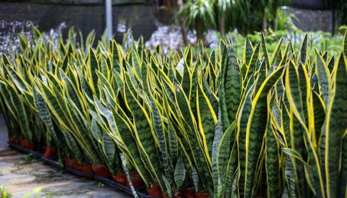 Best-Plants-to-Grow-at-Home-in-India-Snake-Plant