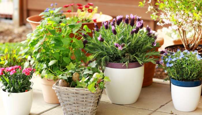 Best Plants to Grow at Home in India