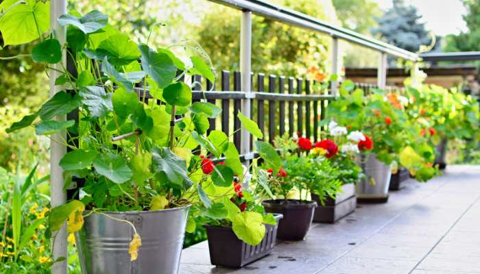 Best Terrace Plants Ideas