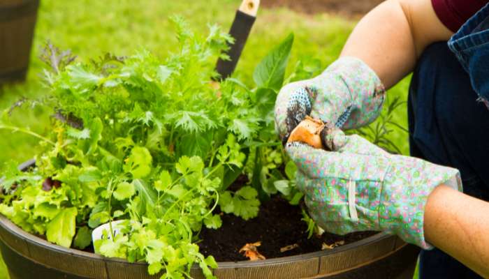 Best Things to Grow in a Garden Herbs