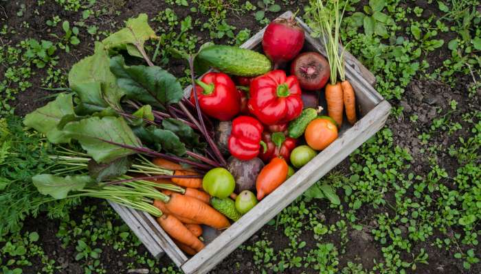 Best Things to Grow in a Garden Vegetables