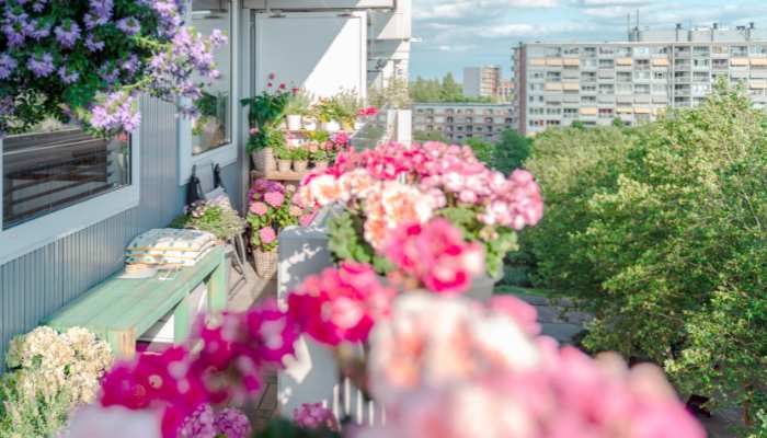 Best Plants For Balcony in india