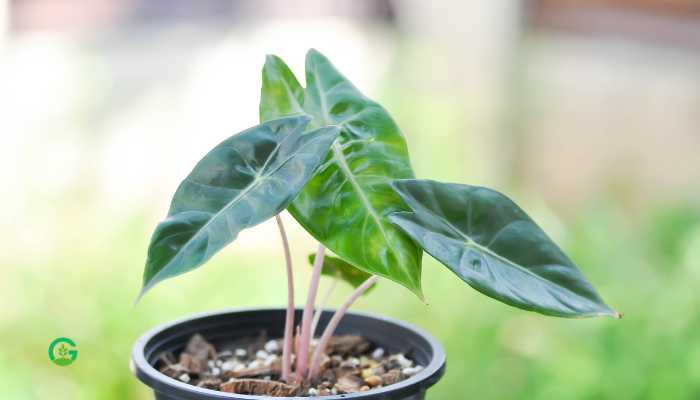 Black Alocasia