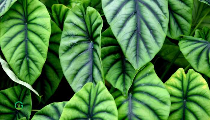 Black Alocasia