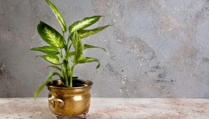 Brass Pots for Indoor Plants