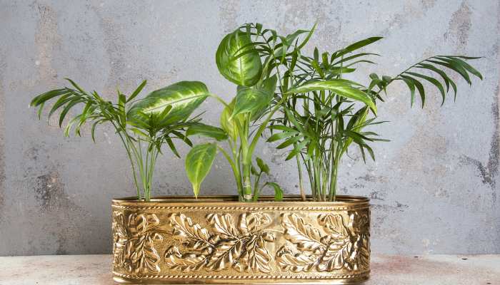 Brass Pots for Indoor Plants