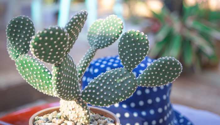 Bunny Ears Cactus