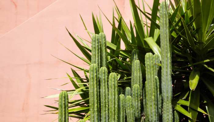 Cactus Plants 