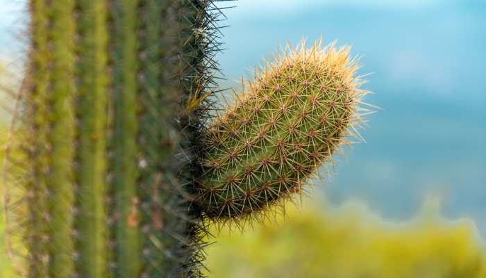 Cactus Plants