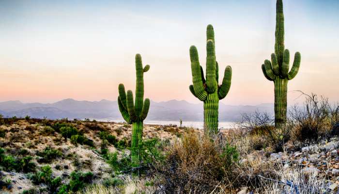 Cactus Plants