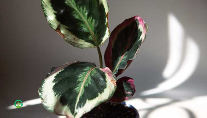 Calathea Roseopicta