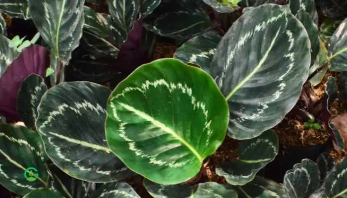 Calathea Roseopicta