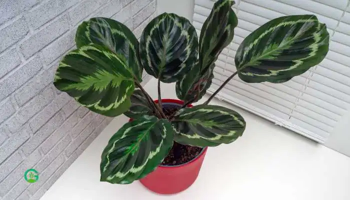 Calathea-Roseopicta