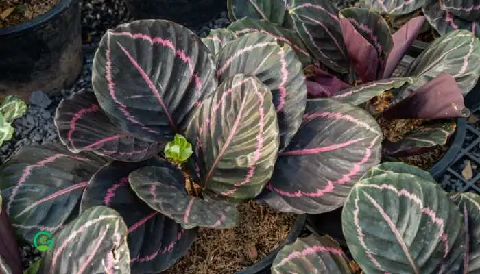 Calathea Roseopicta