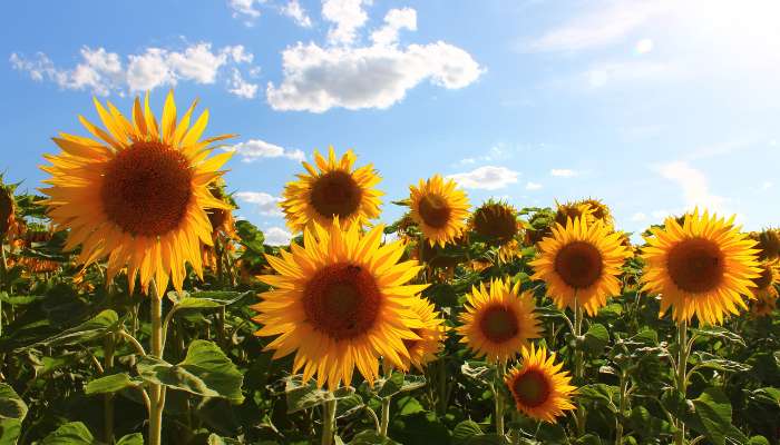 Cheerful Sunflowers Plant