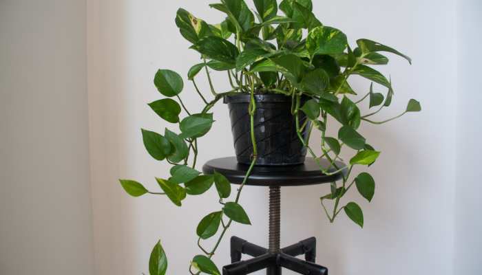 Indoor Plants for Home Bangalore Pothos