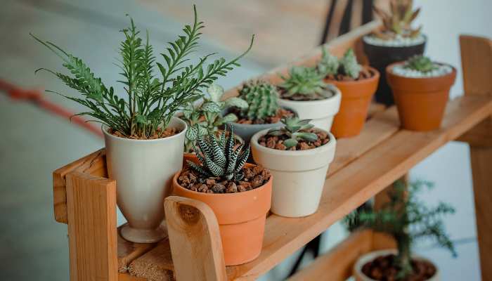 Chinese Indoor Plants