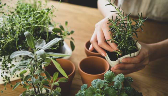 Complete Guide Indoor Plant Care