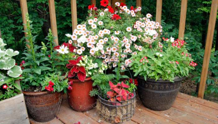 Container Gardening Ideas