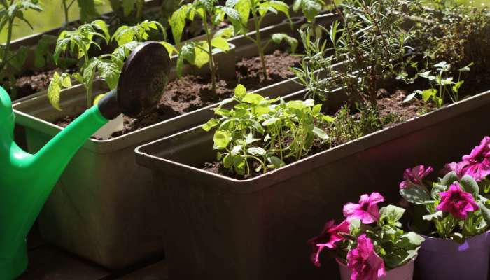 Container Gardening