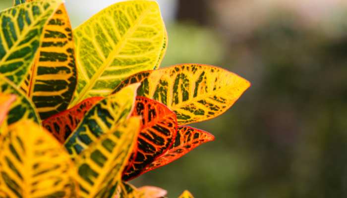 Croton Plant Care