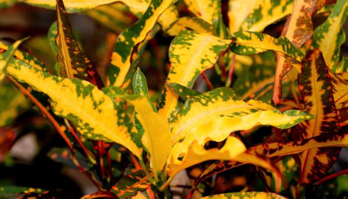 Croton Plant Care