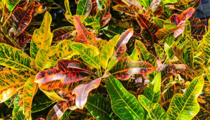 Croton Plant Care