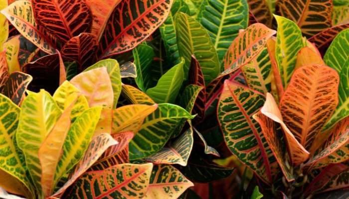 Croton Plant Care