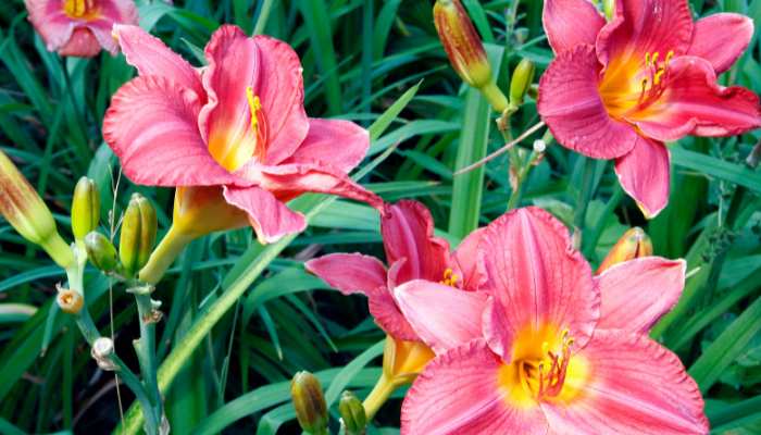 Mysteries of Daylilies