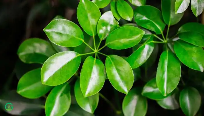 Dwarf Umbrella Tree