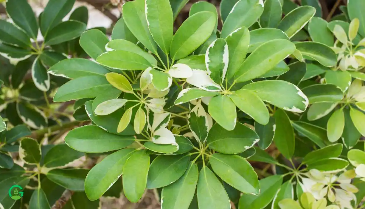 Dwarf Umbrella Tree