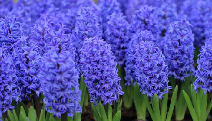 Enchanting Hyacinths