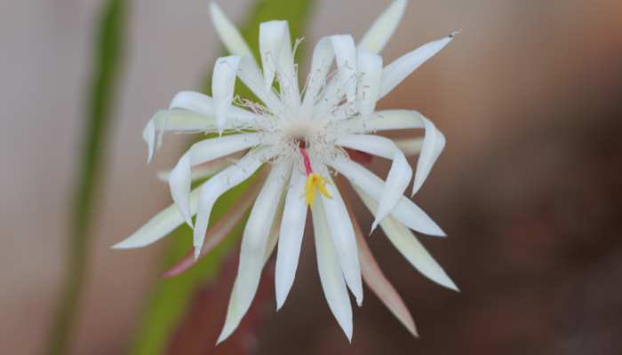 Epiphyllum Oxypetalum Plants