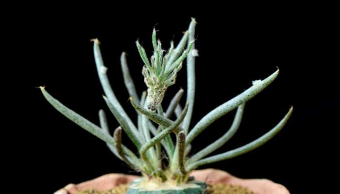 Euphorbia Caput-Medusae