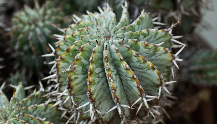 Euphorbia Plants Euphorbia Horrida